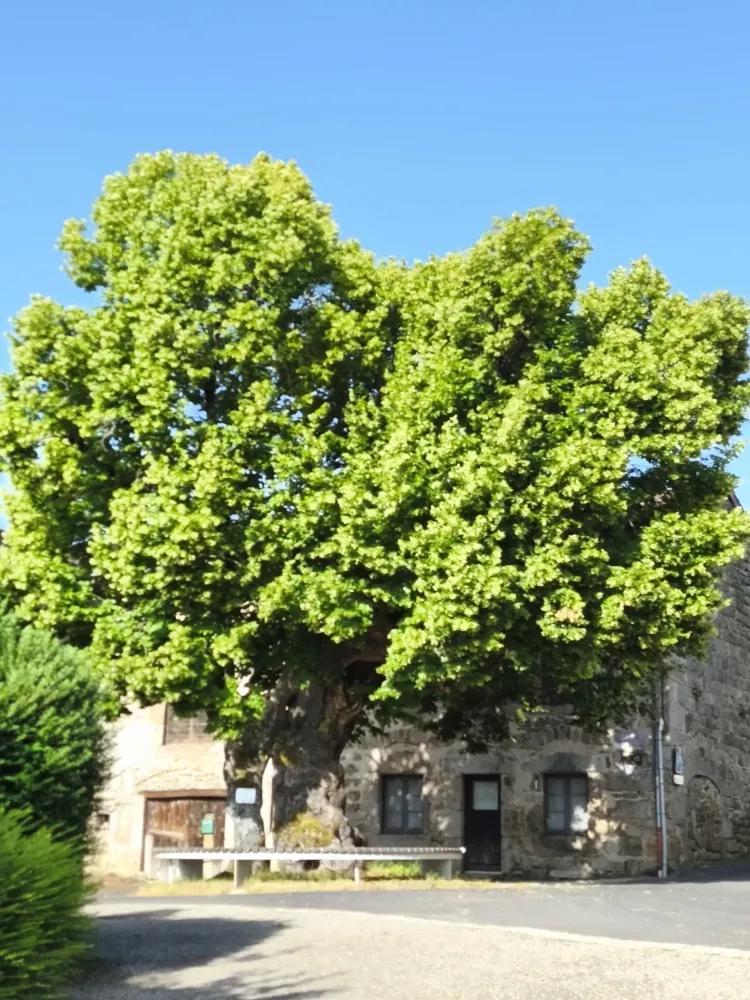 Jardin du restaurant